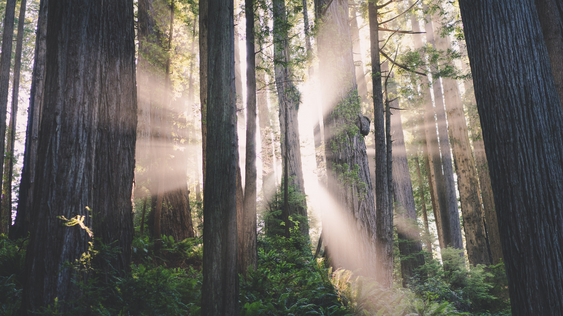 Forests: Exploring Earth’s Verdant Realms