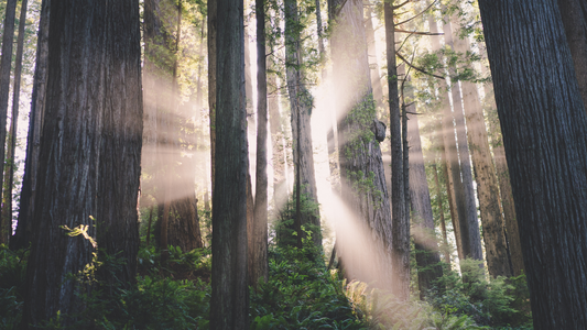 Forests: Exploring Earth’s Verdant Realms