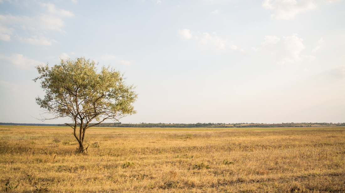 Grasslands: Exploring Earth’s Vast Open Plains