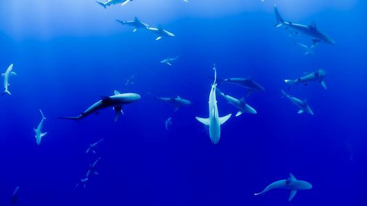 Marine Habitats: A World of Coastal Wonders